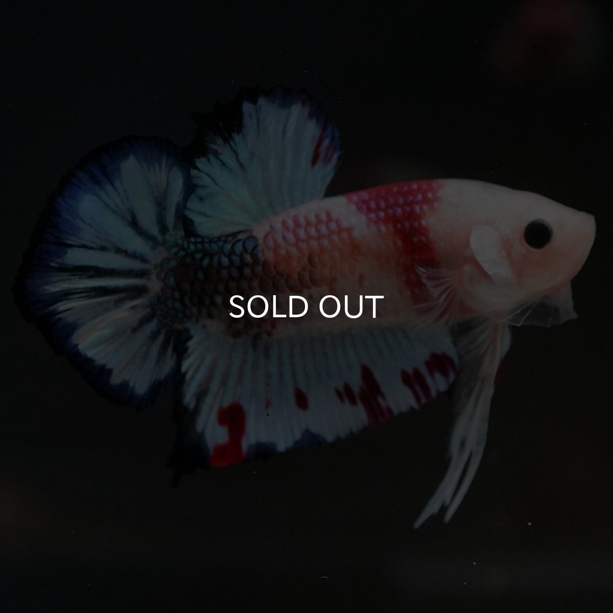 画像5: HMPK　ファンシー (5)