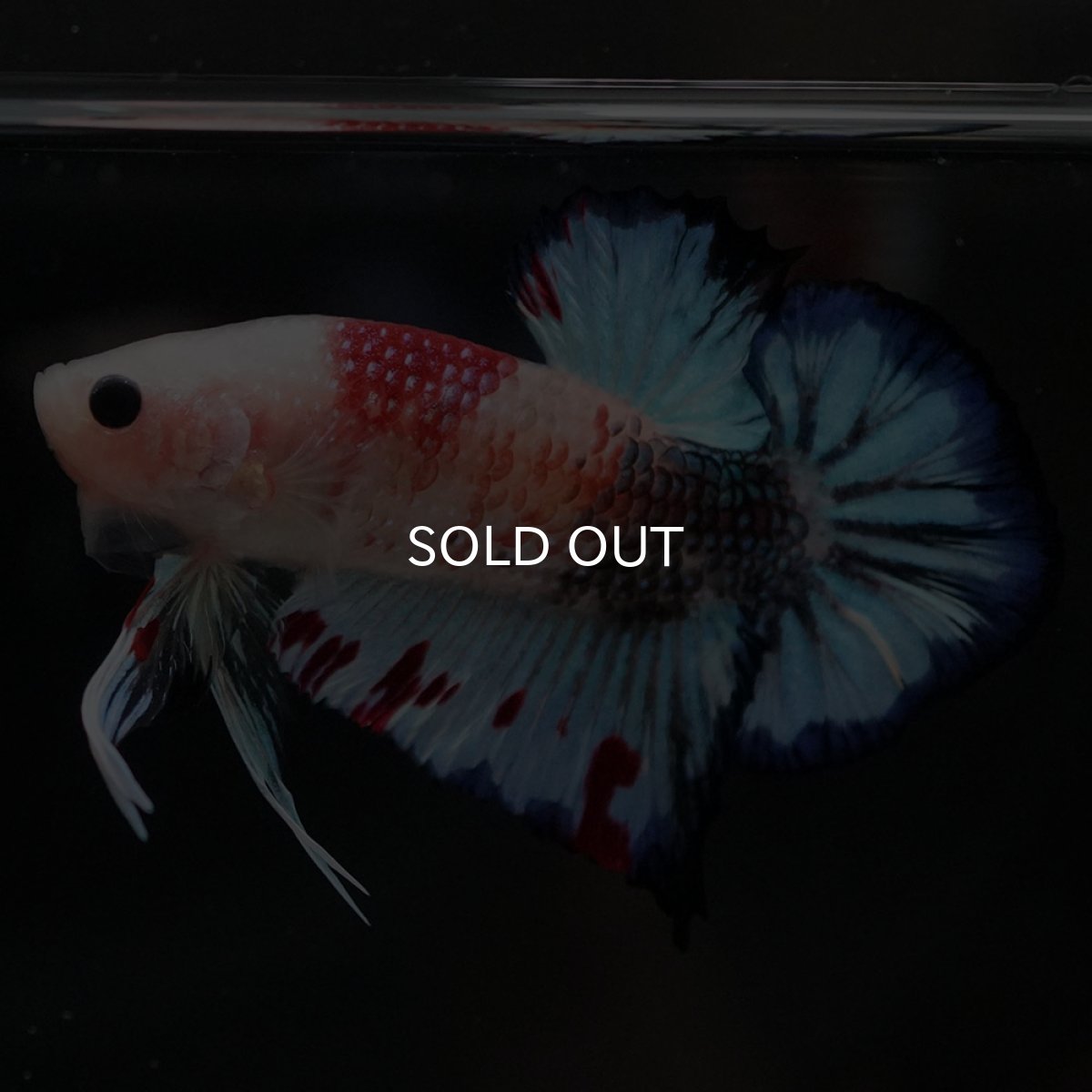 画像4: HMPK　ファンシー (4)