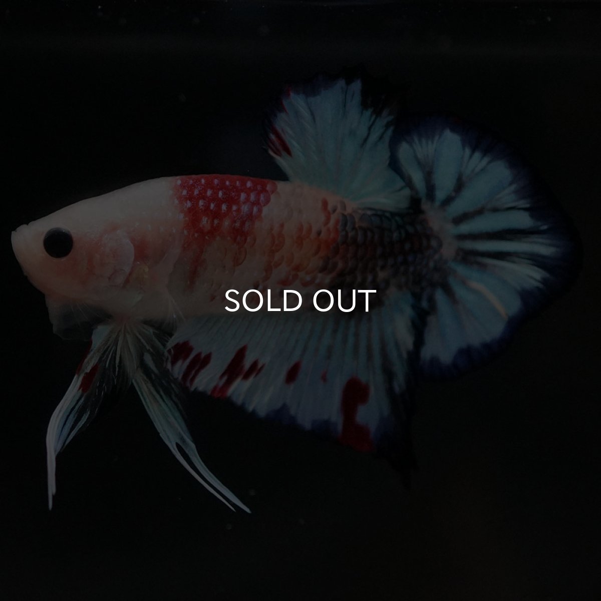 画像2: HMPK　ファンシー (2)