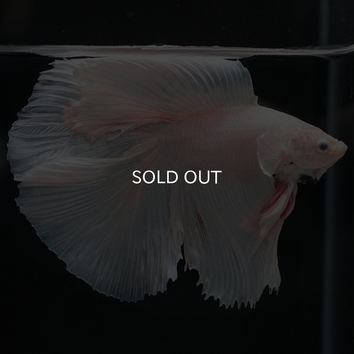 画像9: FM ホワイト (9)