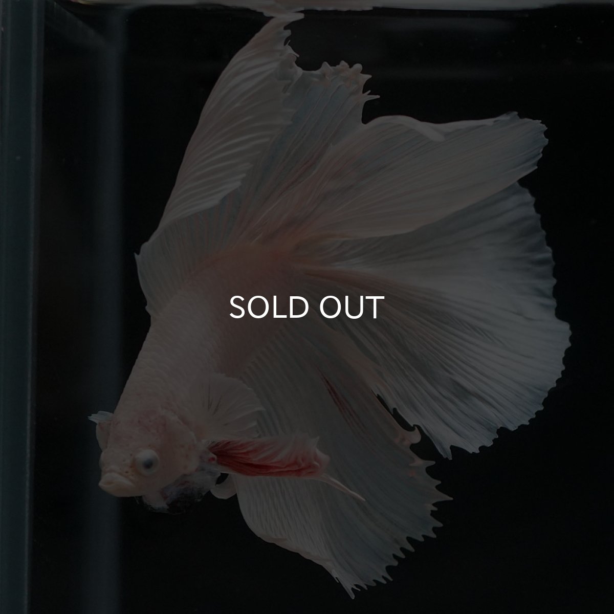 画像6: FM ホワイト (6)