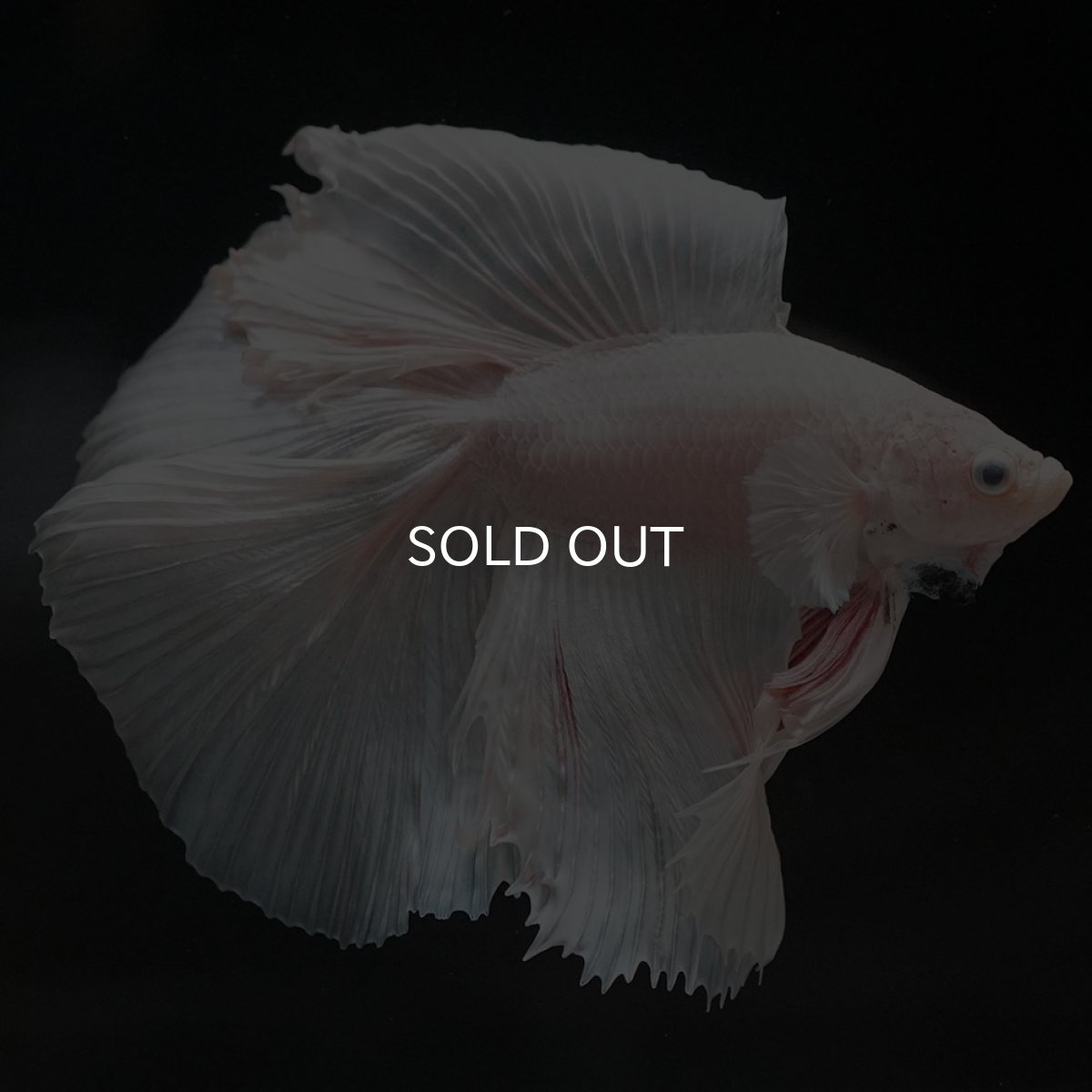 画像8: FM ホワイト (8)