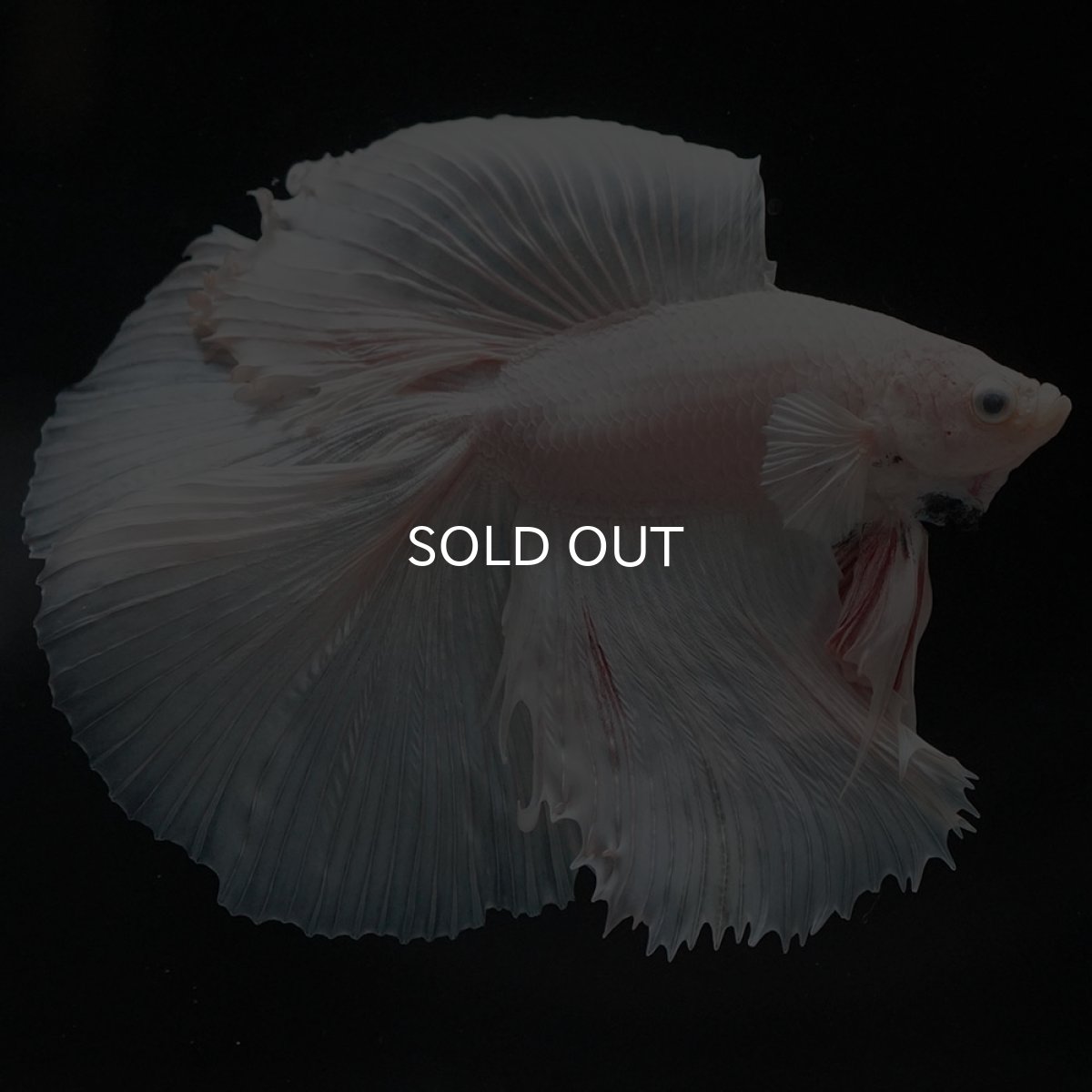 画像5: FM ホワイト (5)