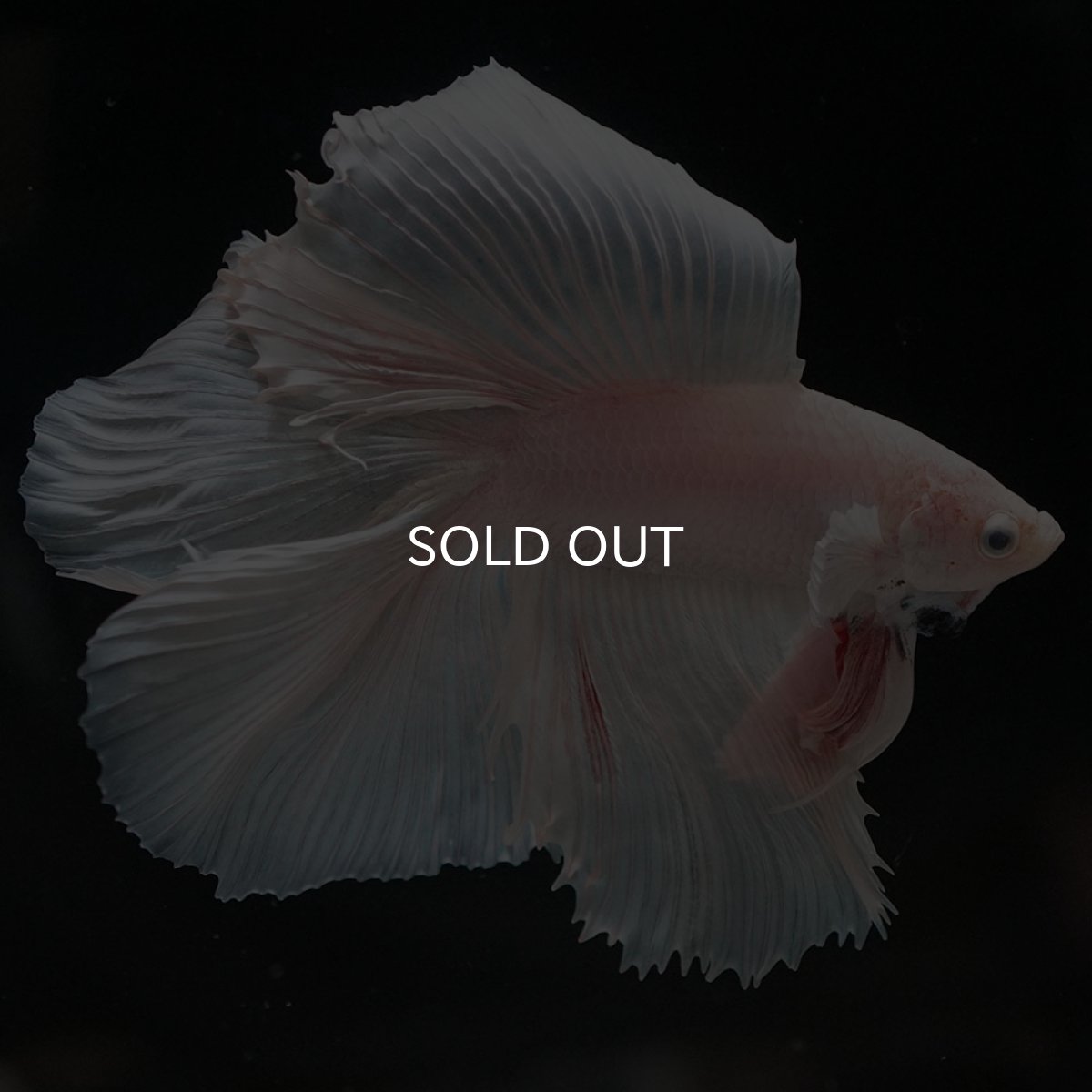 画像7: FM ホワイト (7)