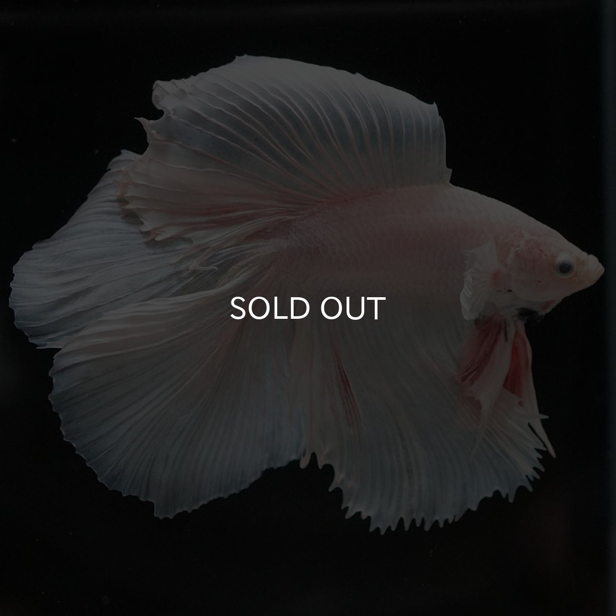 画像3: FM ホワイト (3)