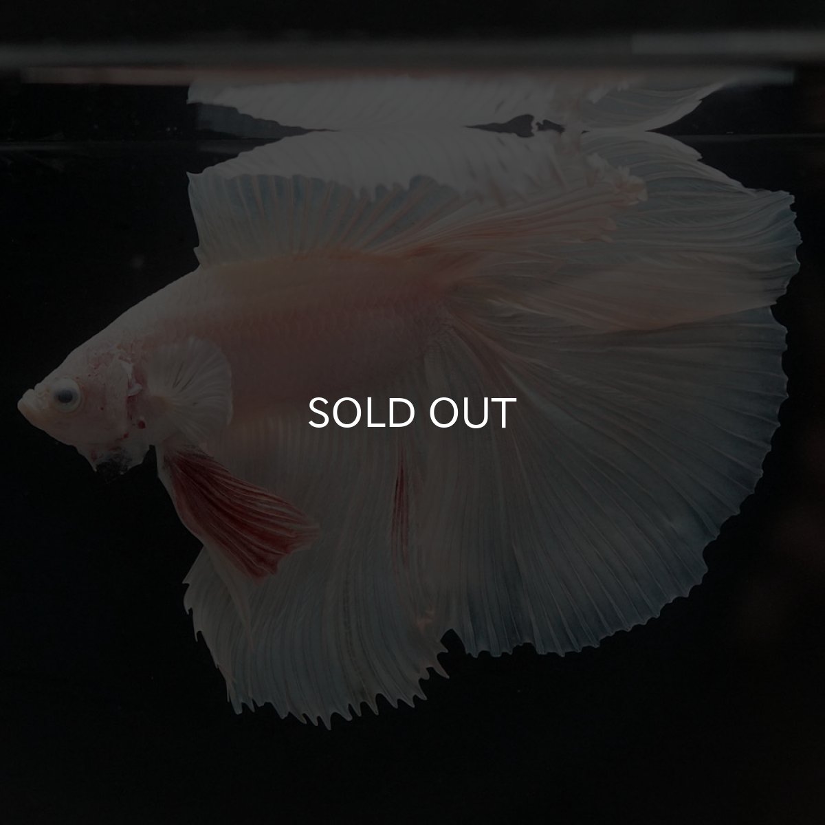 画像2: FM ホワイト (2)