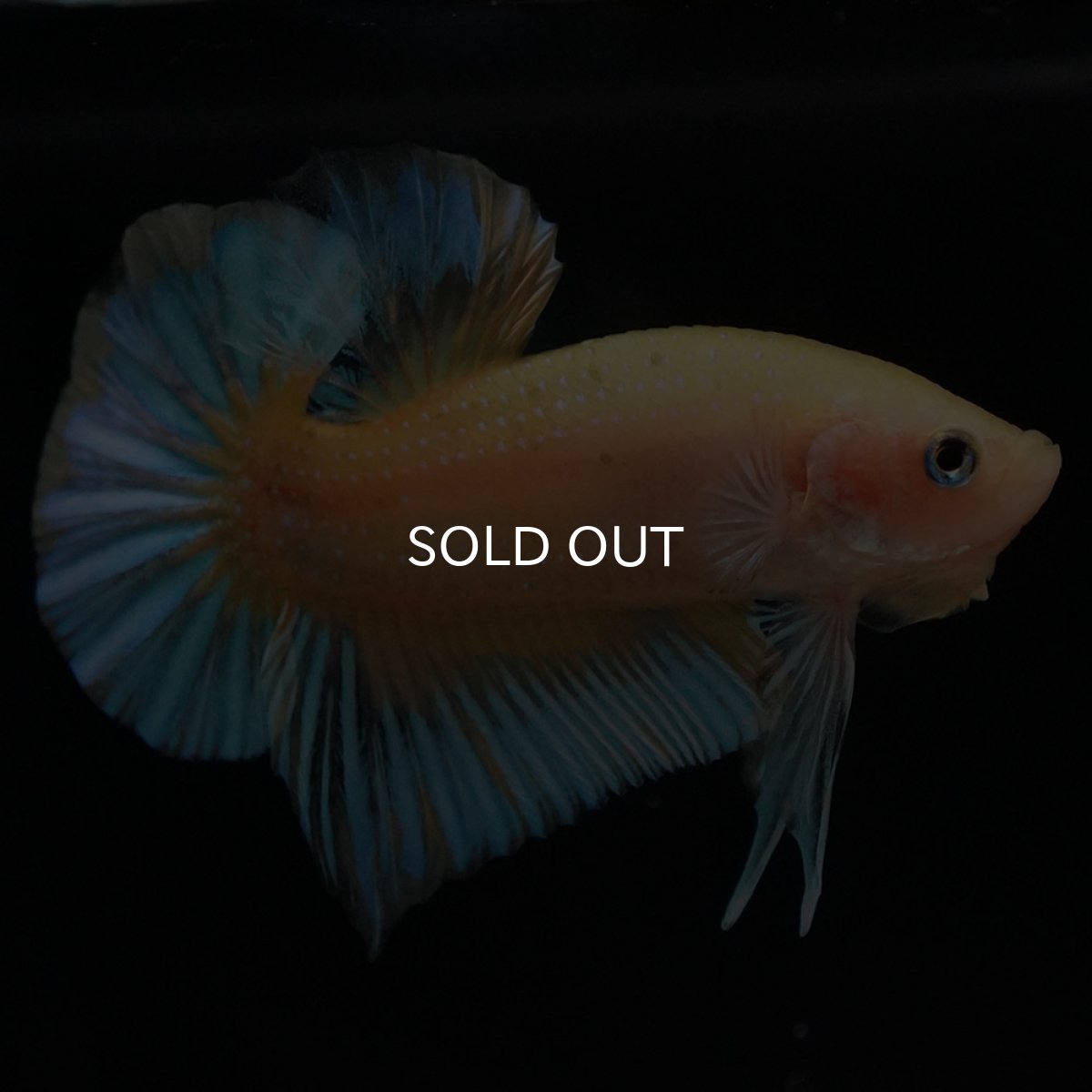 画像7: HMPK　イエローファンシー (7)