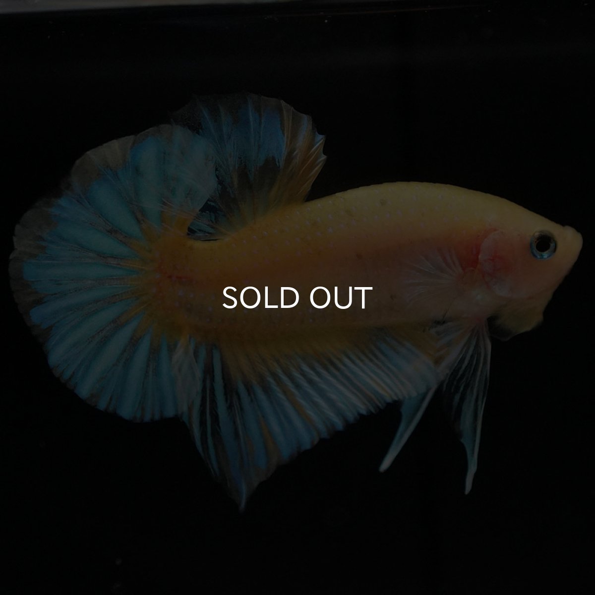 画像2: HMPK　イエローファンシー (2)