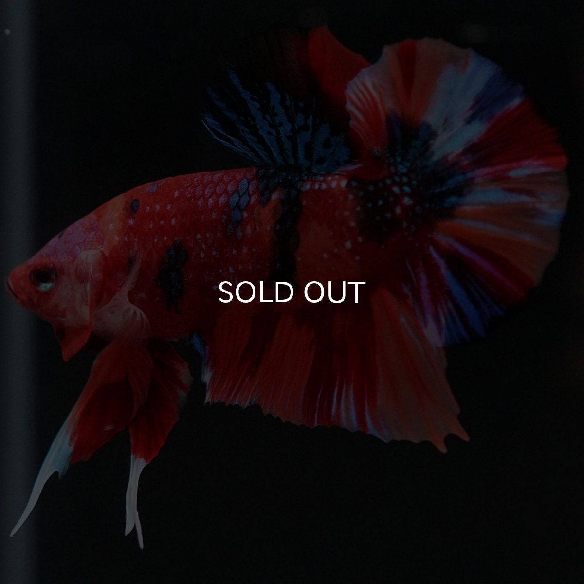 画像8: HMPK　キャンディギャラクシー (8)