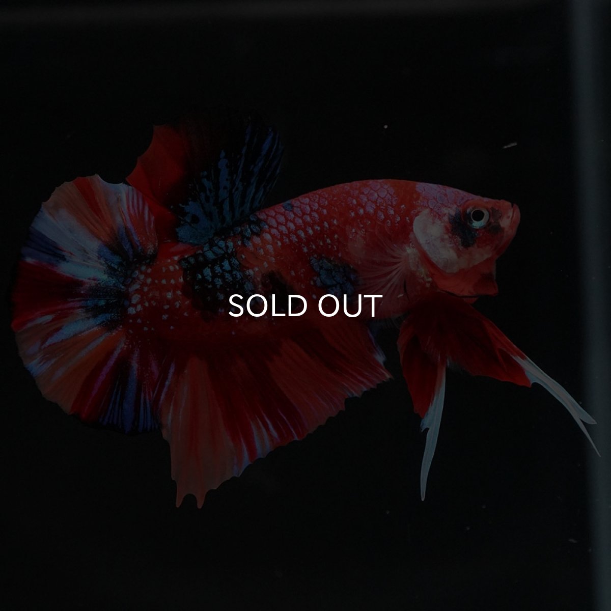 画像9: HMPK　キャンディギャラクシー (9)