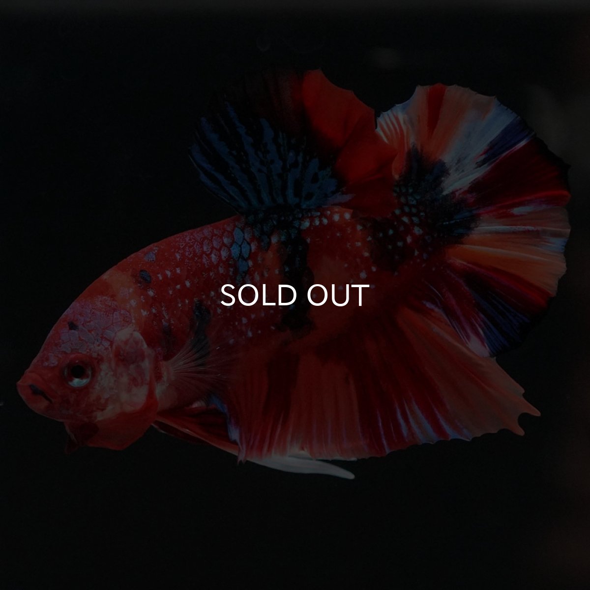 画像6: HMPK　キャンディギャラクシー (6)