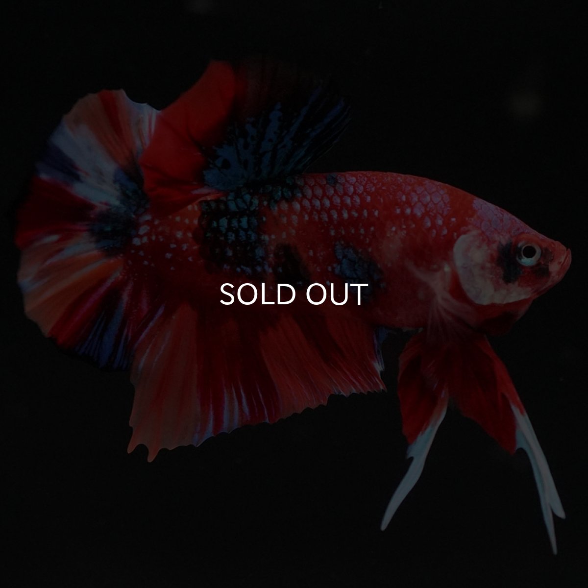 画像7: HMPK　キャンディギャラクシー (7)