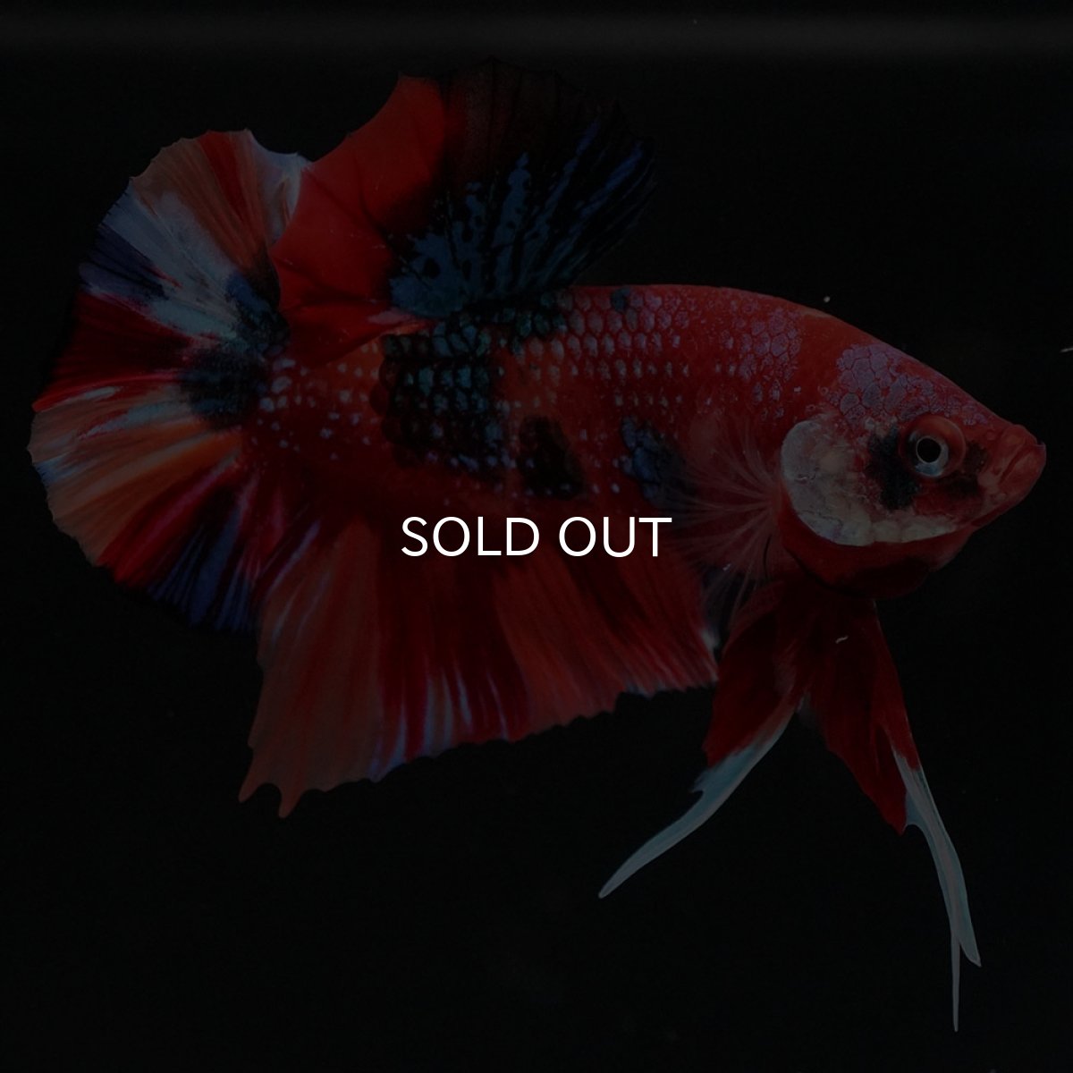 画像5: HMPK　キャンディギャラクシー (5)