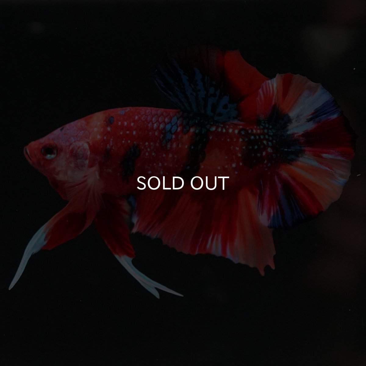 画像4: HMPK　キャンディギャラクシー (4)