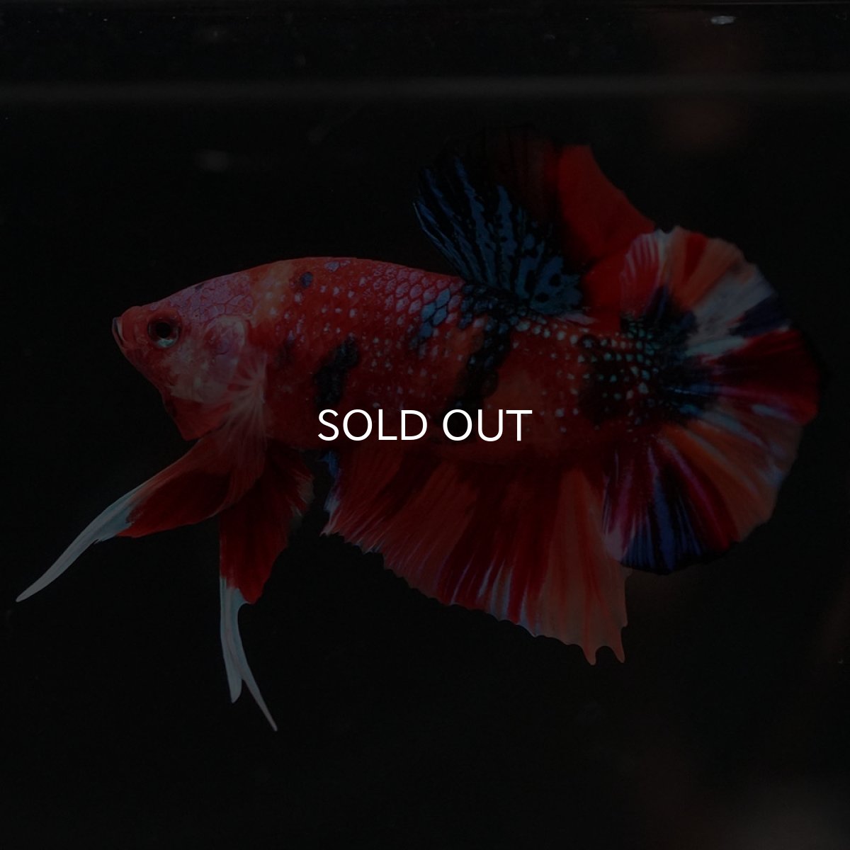 画像2: HMPK　キャンディギャラクシー (2)