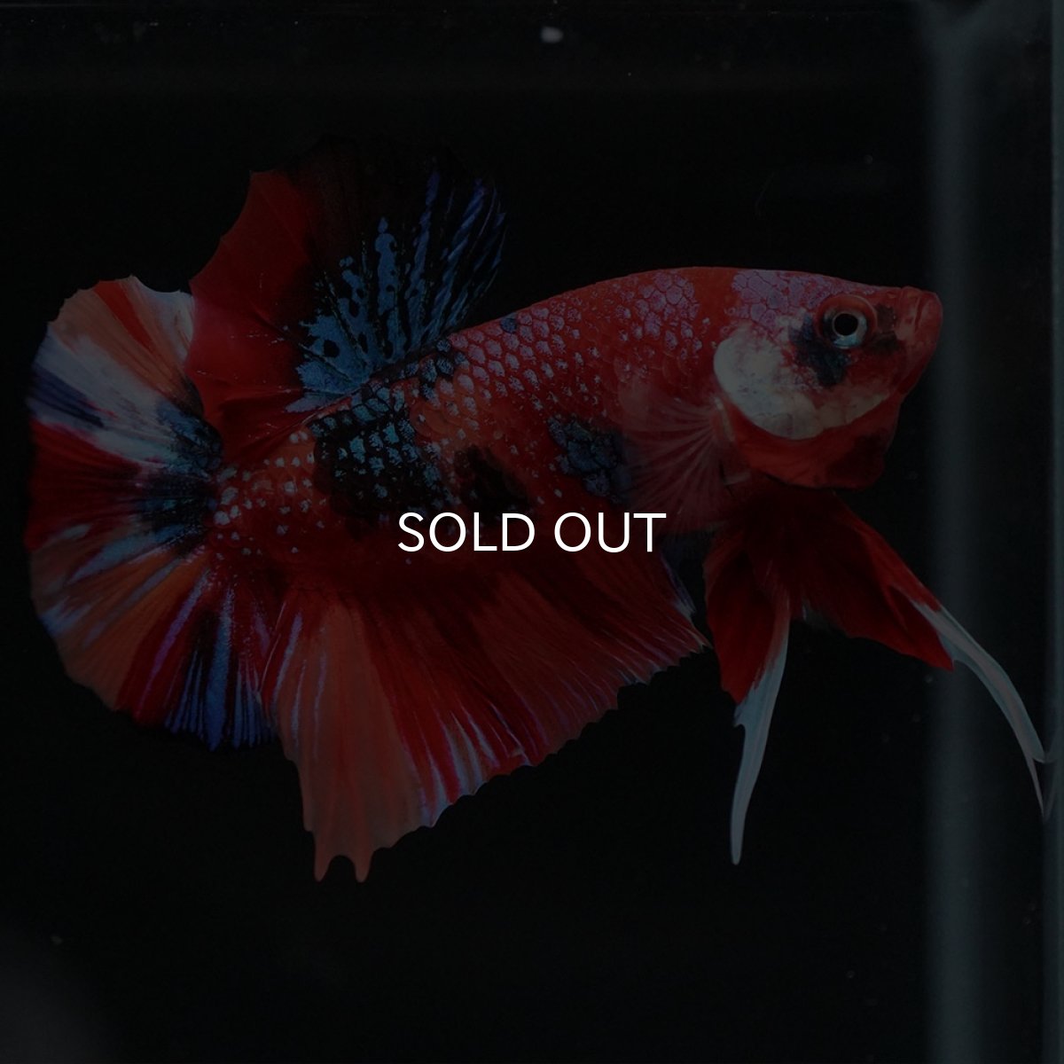 画像3: HMPK　キャンディギャラクシー (3)