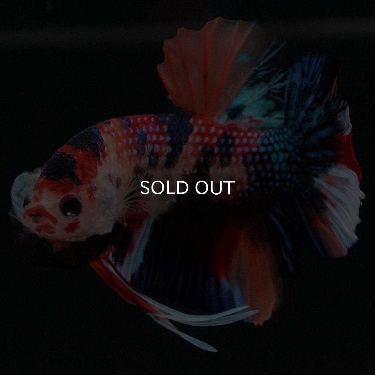 画像11: HMPK キャンディ (11)