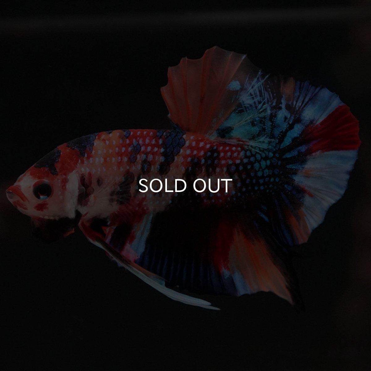 画像8: HMPK キャンディ (8)