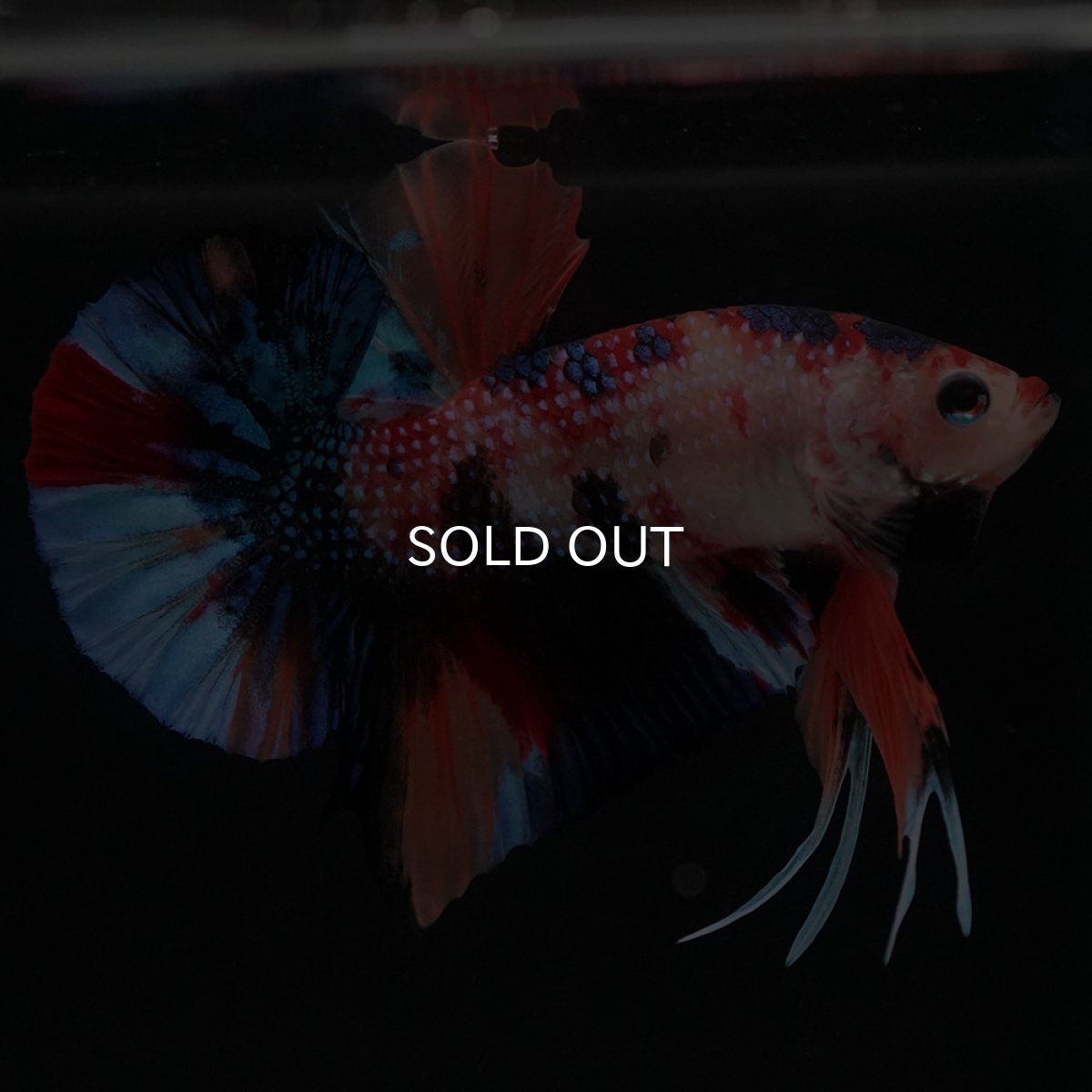 画像2: HMPK キャンディ (2)