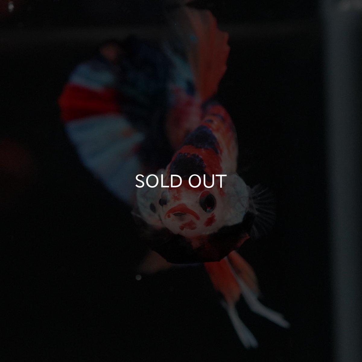 画像3: HMPK キャンディ (3)