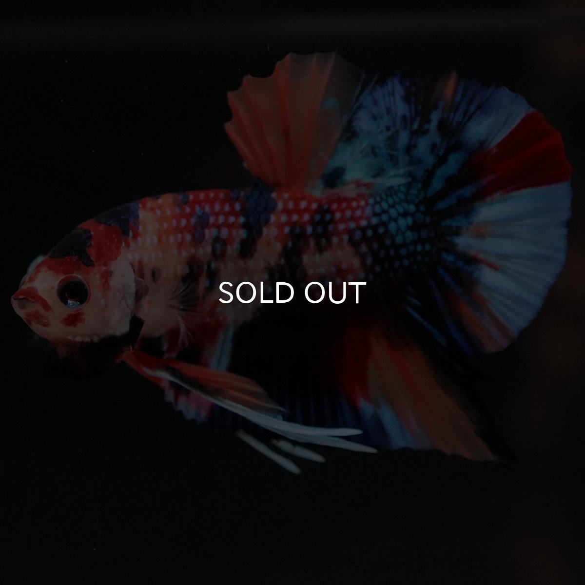 画像10: HMPK キャンディ (10)