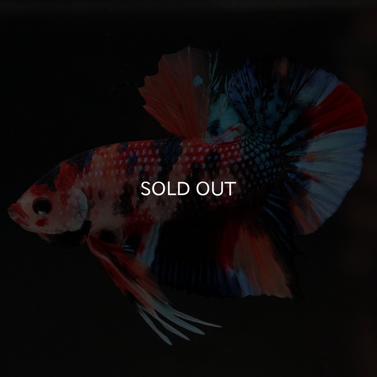 画像6: HMPK キャンディ (6)