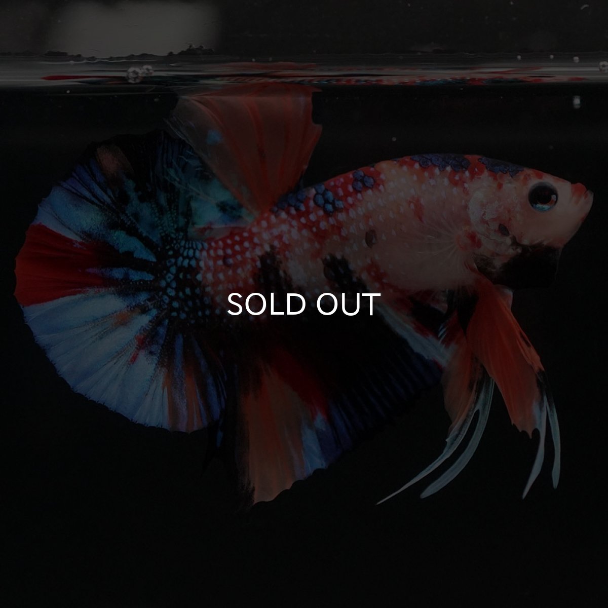 画像9: HMPK キャンディ (9)