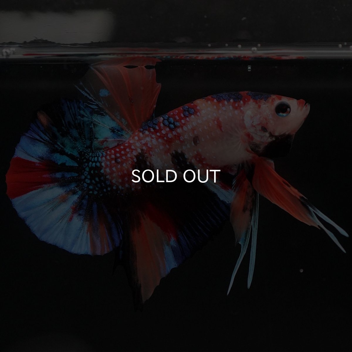 画像7: HMPK キャンディ (7)