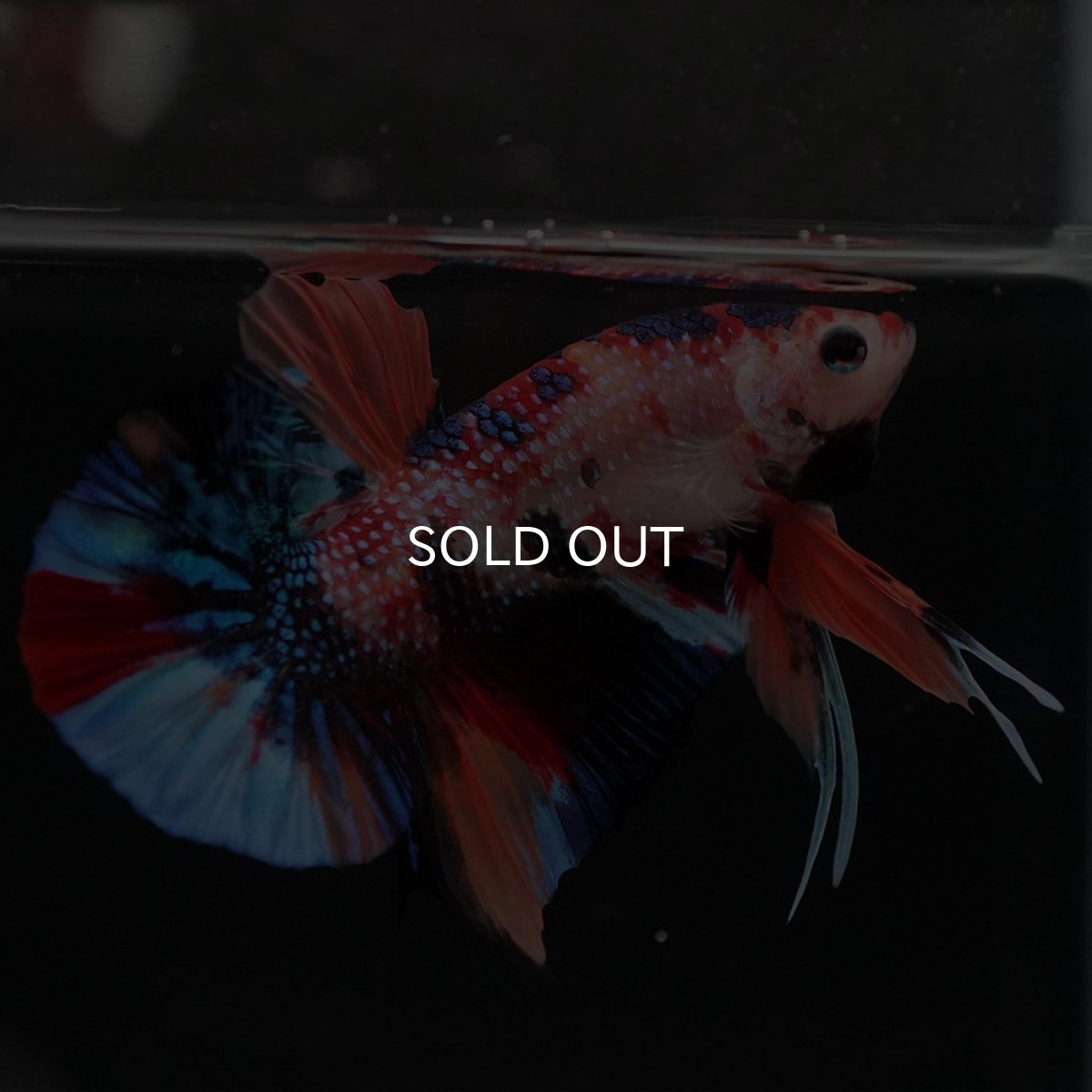 画像5: HMPK キャンディ (5)