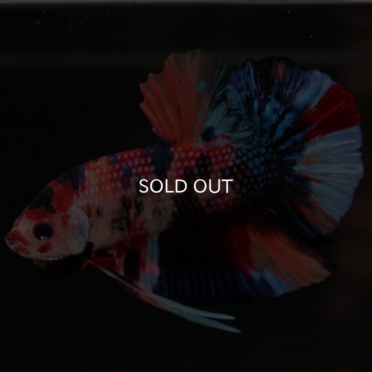 画像4: HMPK キャンディ (4)