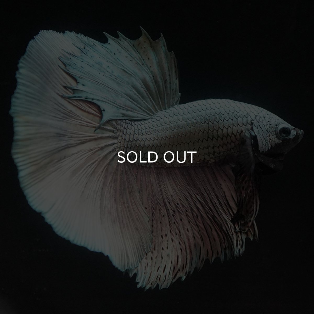 画像9: HM　ソリッドカッパー (9)