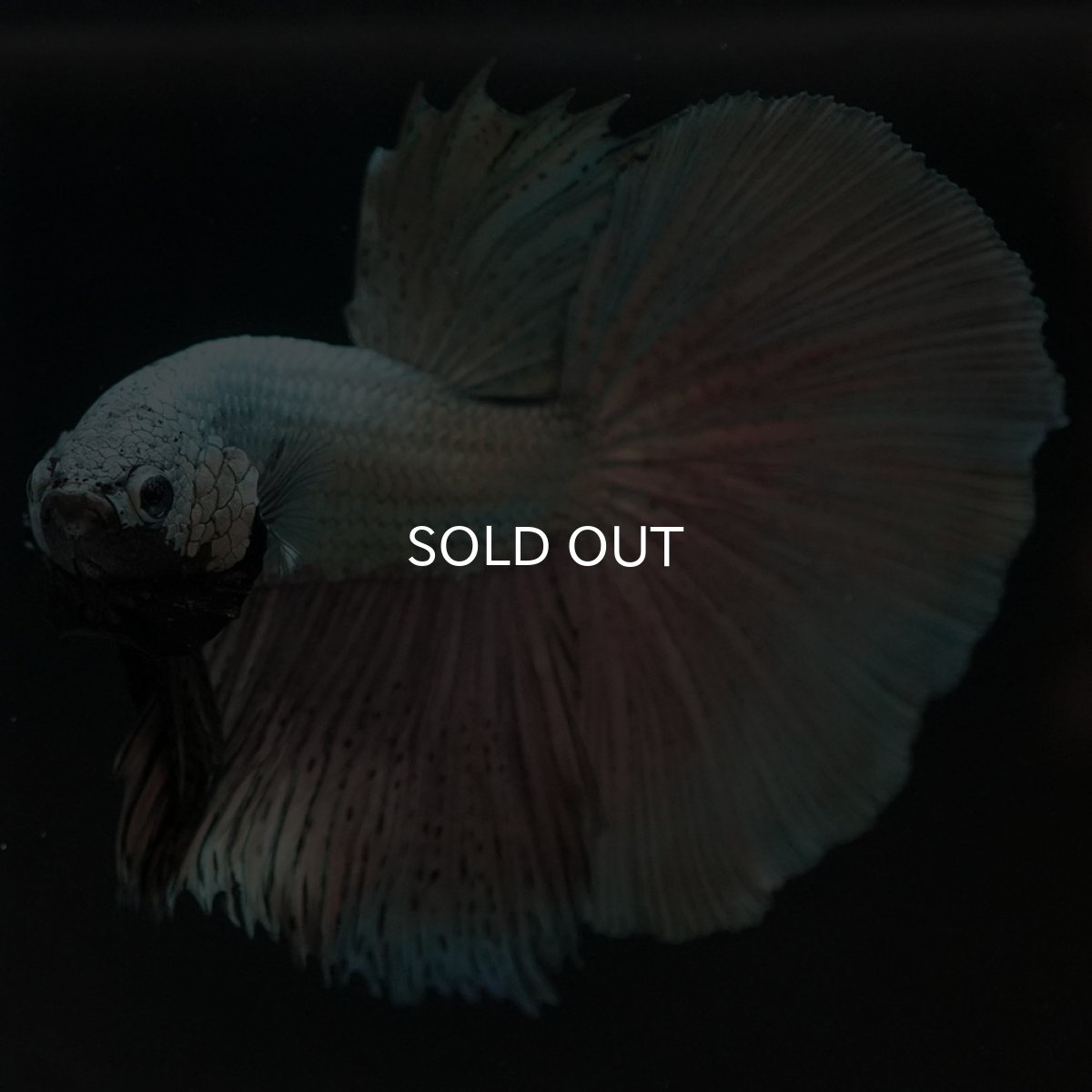 画像4: HM　ソリッドカッパー (4)