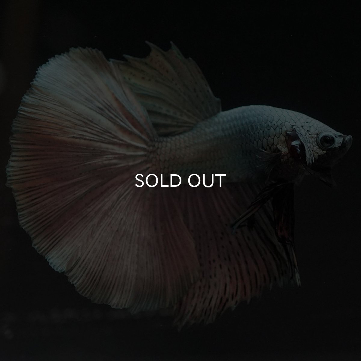 画像3: HM　ソリッドカッパー (3)