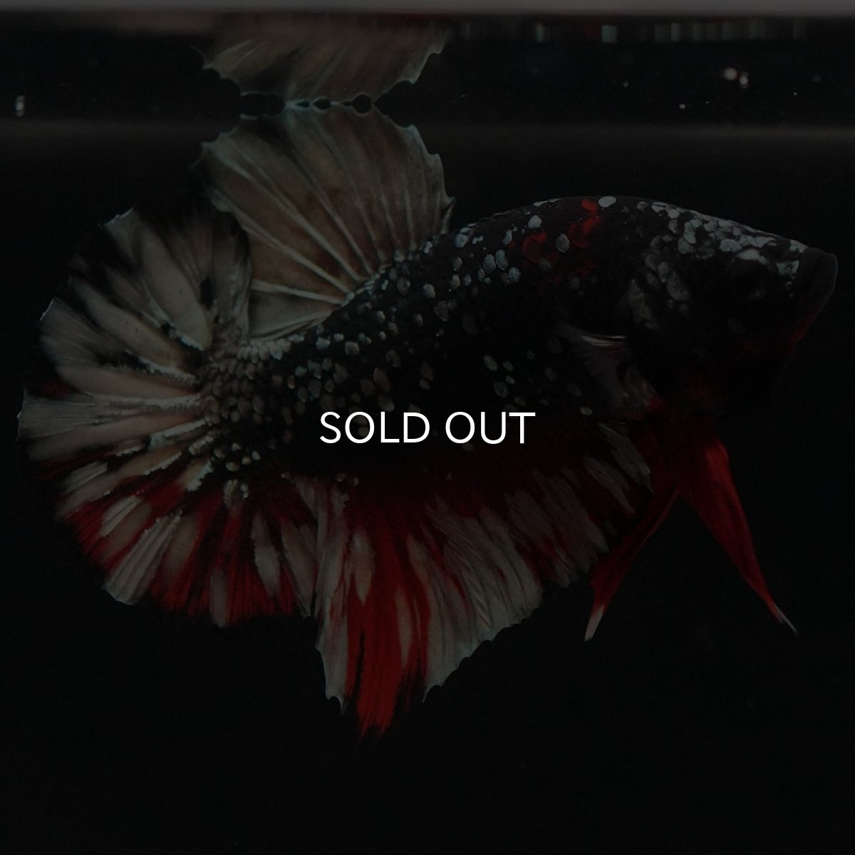 画像5: HMPK　ブラックカッパーギャラクシー (5)