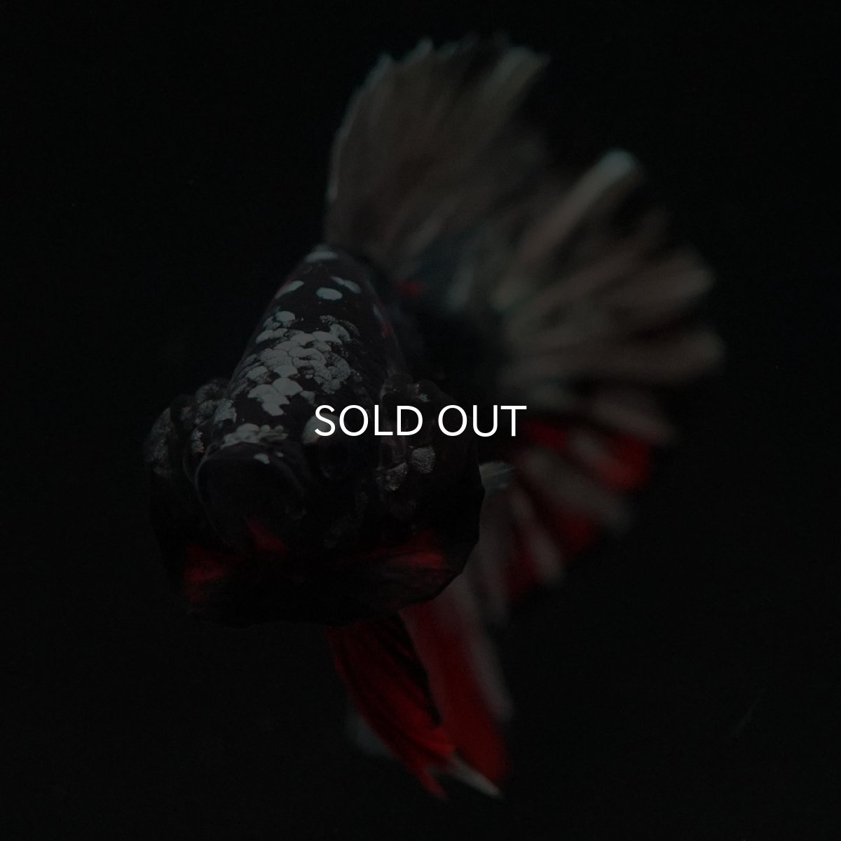 画像3: HMPK　ブラックカッパーギャラクシー (3)