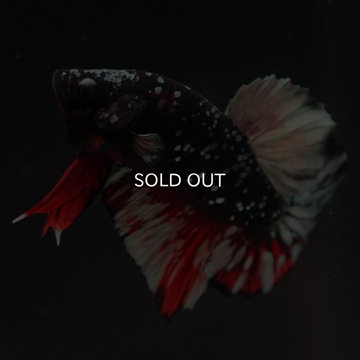 画像7: HMPK　ブラックカッパーギャラクシー (7)