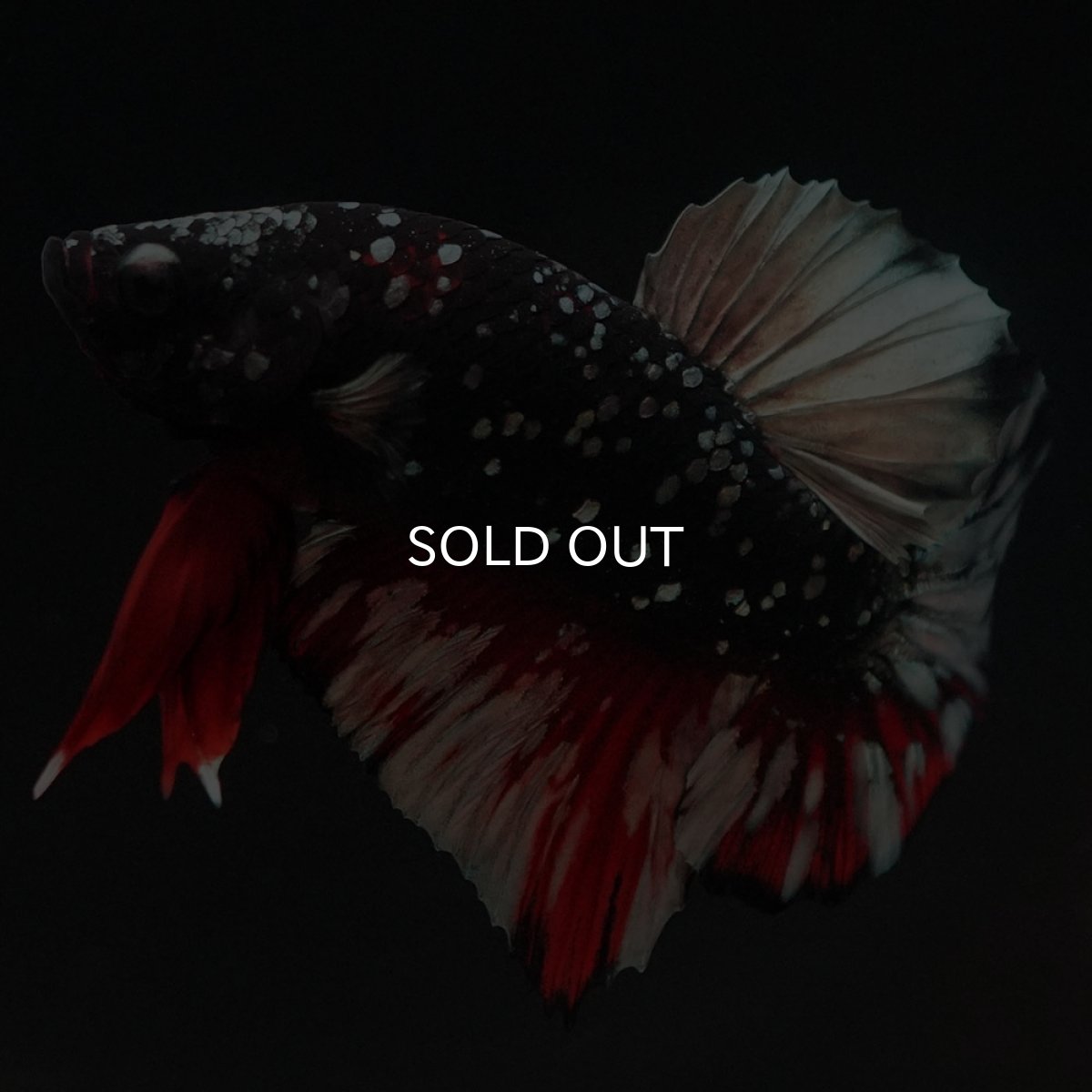 画像6: HMPK　ブラックカッパーギャラクシー (6)