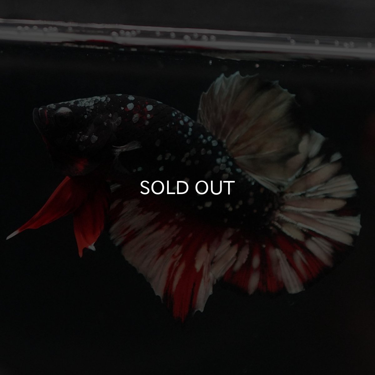 画像2: HMPK　ブラックカッパーギャラクシー (2)