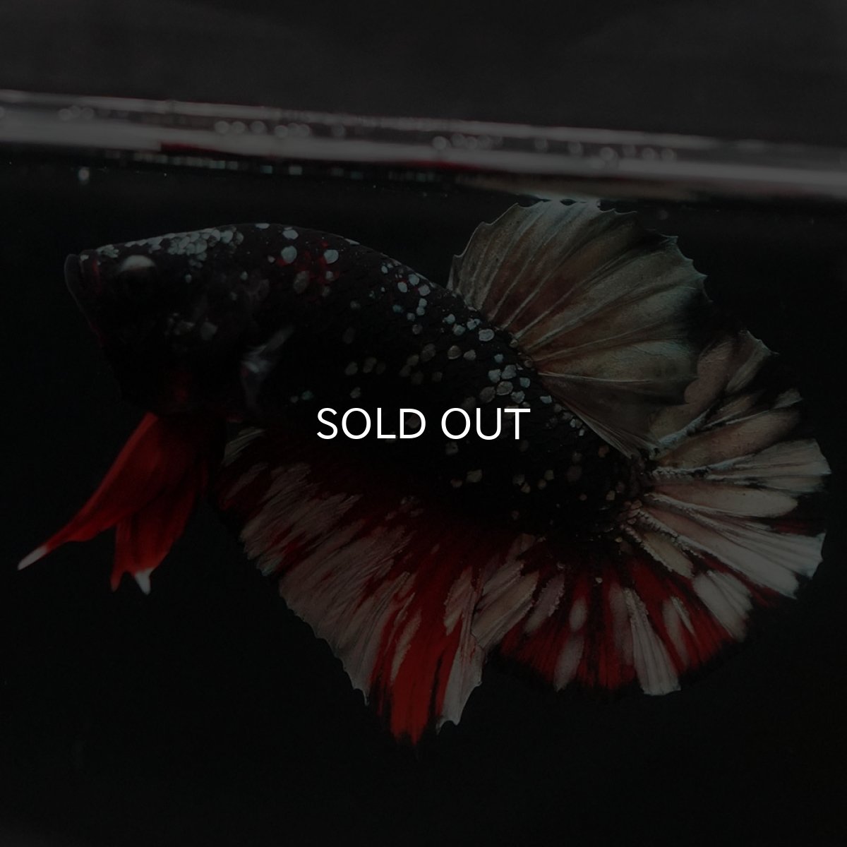 画像4: HMPK　ブラックカッパーギャラクシー (4)