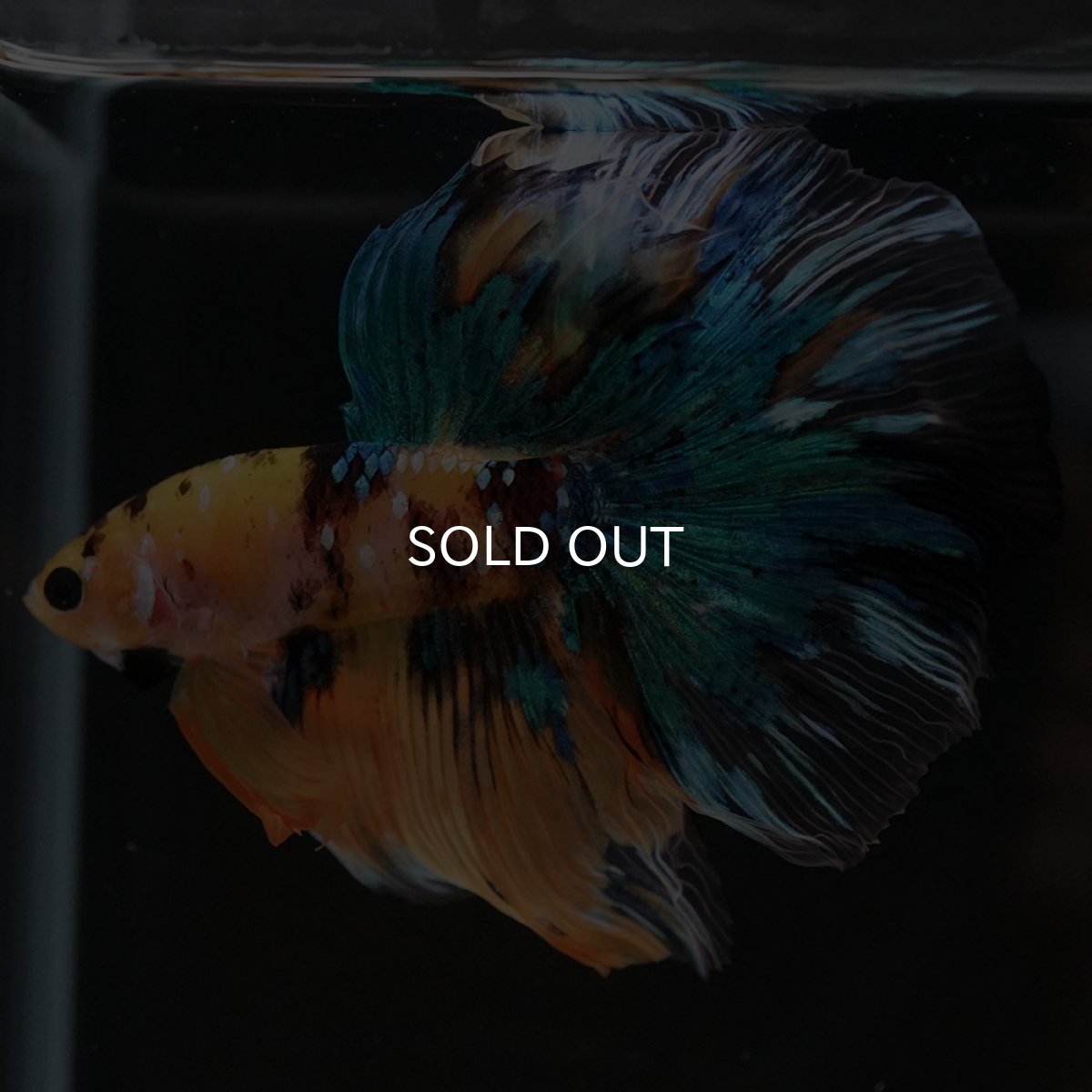 画像5: HM　イエロータイガーギャラクシー (5)