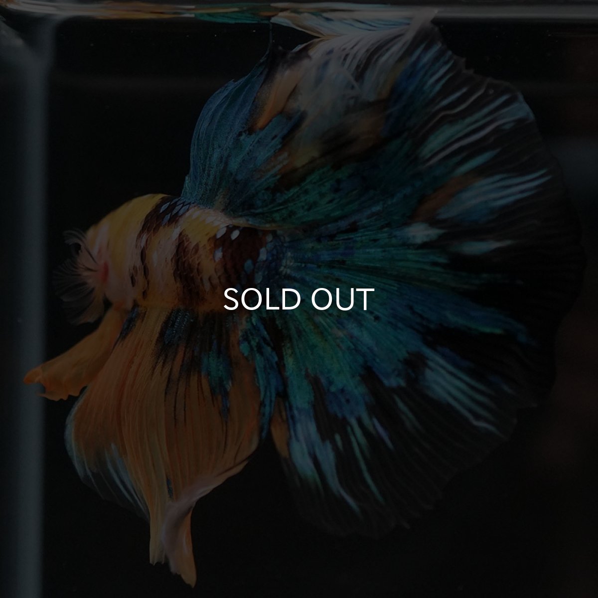 画像6: HM　イエロータイガーギャラクシー (6)