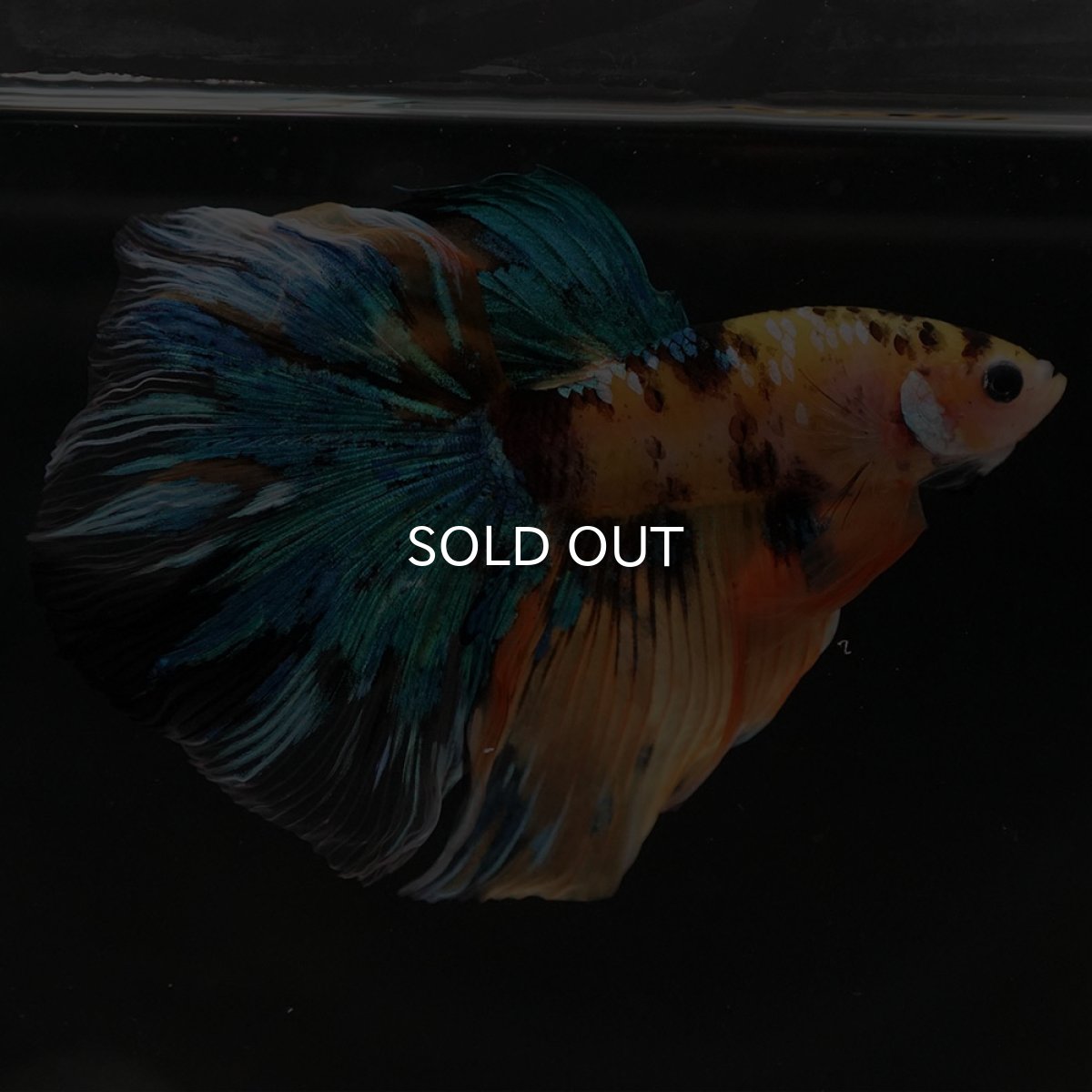 画像4: HM　イエロータイガーギャラクシー (4)