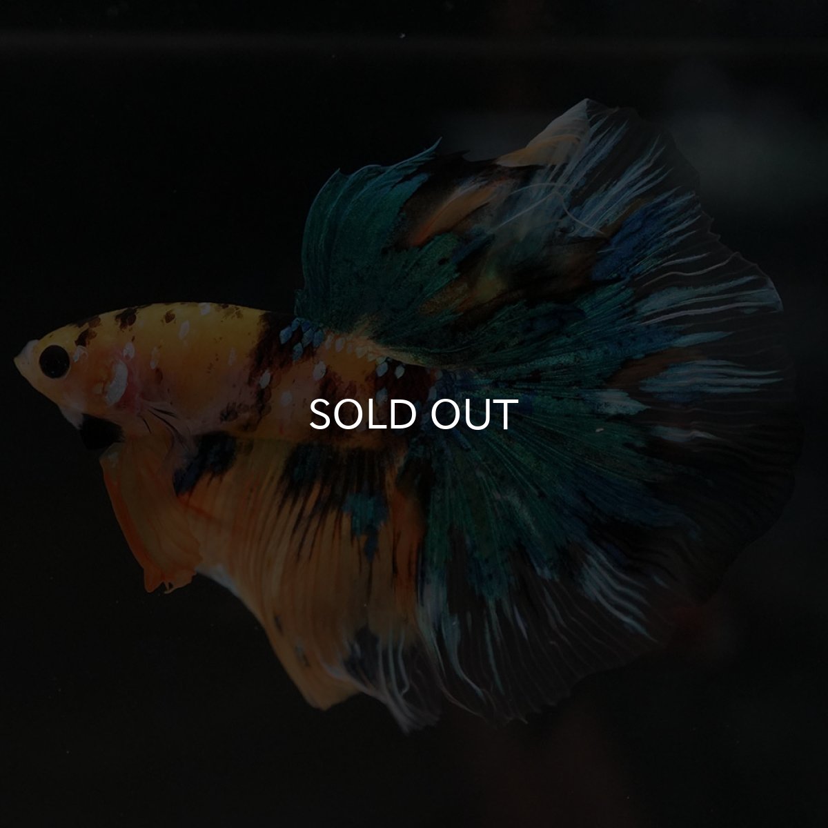 画像3: HM　イエロータイガーギャラクシー (3)