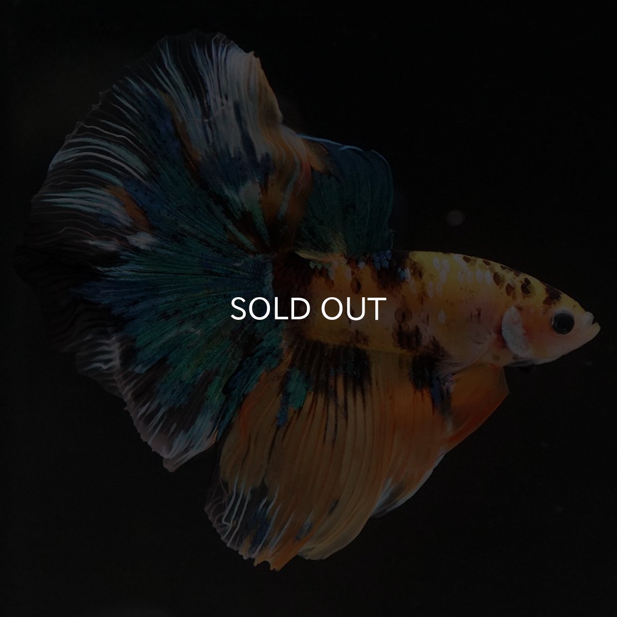 画像2: HM　イエロータイガーギャラクシー (2)