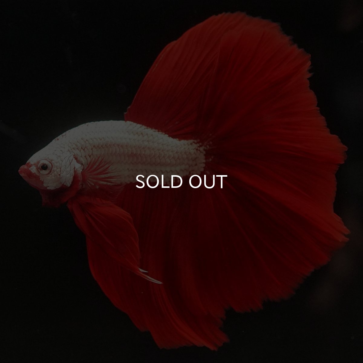 画像5: HM　プラチナレッドドラゴン (5)