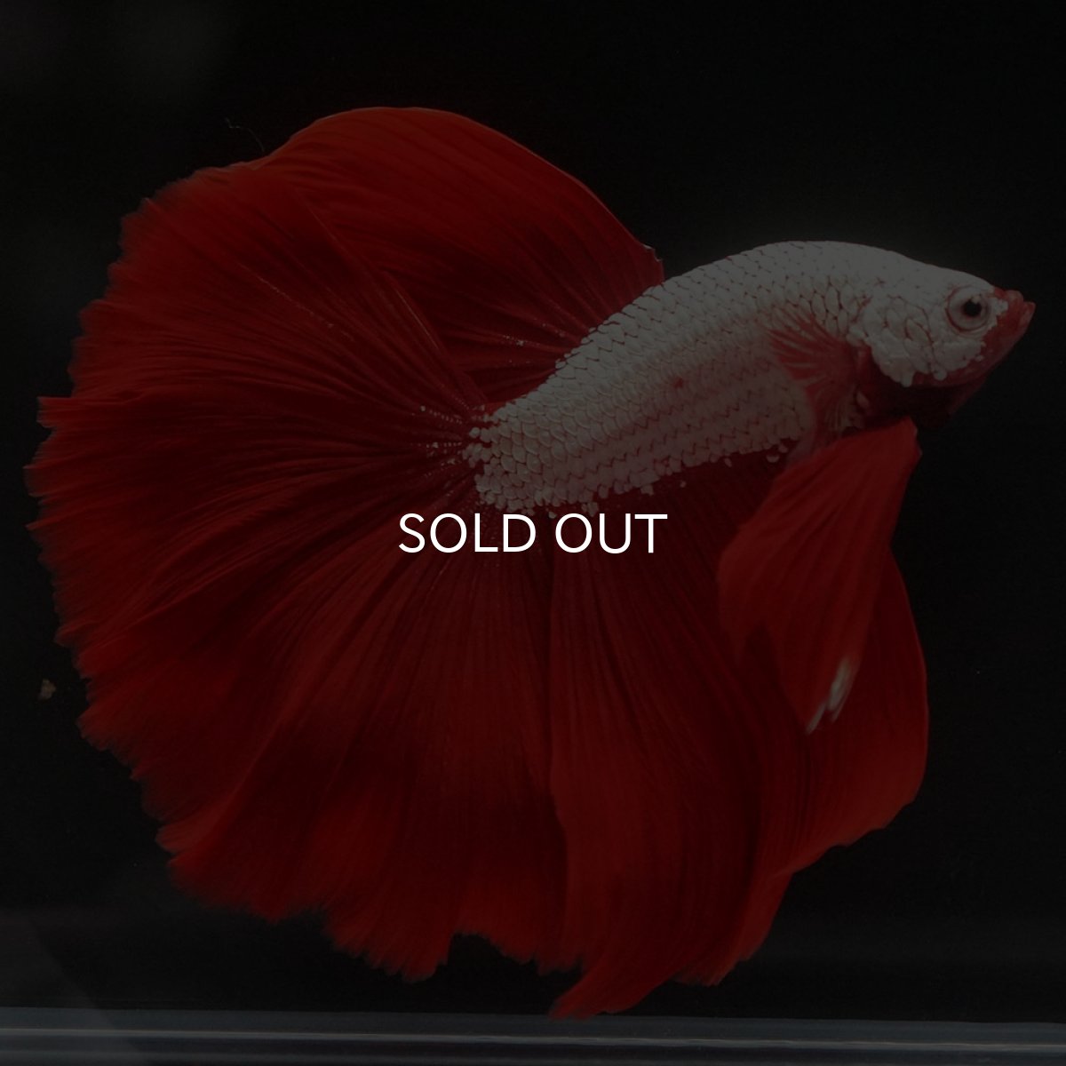 画像6: HM　プラチナレッドドラゴン (6)