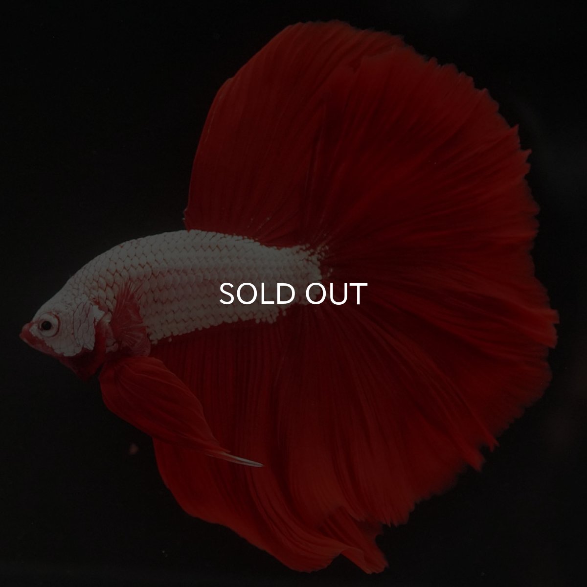 画像3: HM　プラチナレッドドラゴン (3)