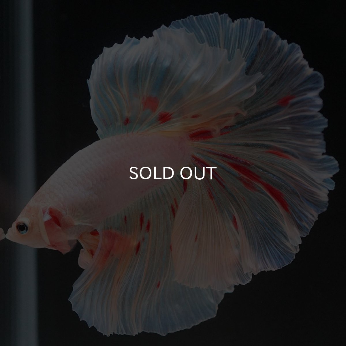 画像7: HM　ホワイトーファンシー (7)