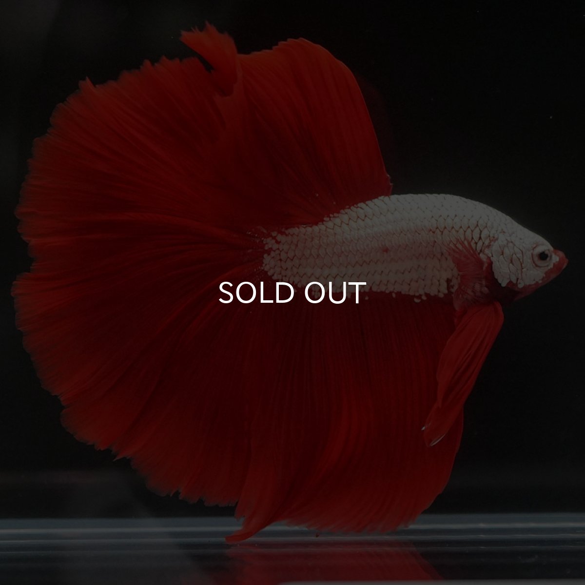 画像4: HM　プラチナレッドドラゴン (4)