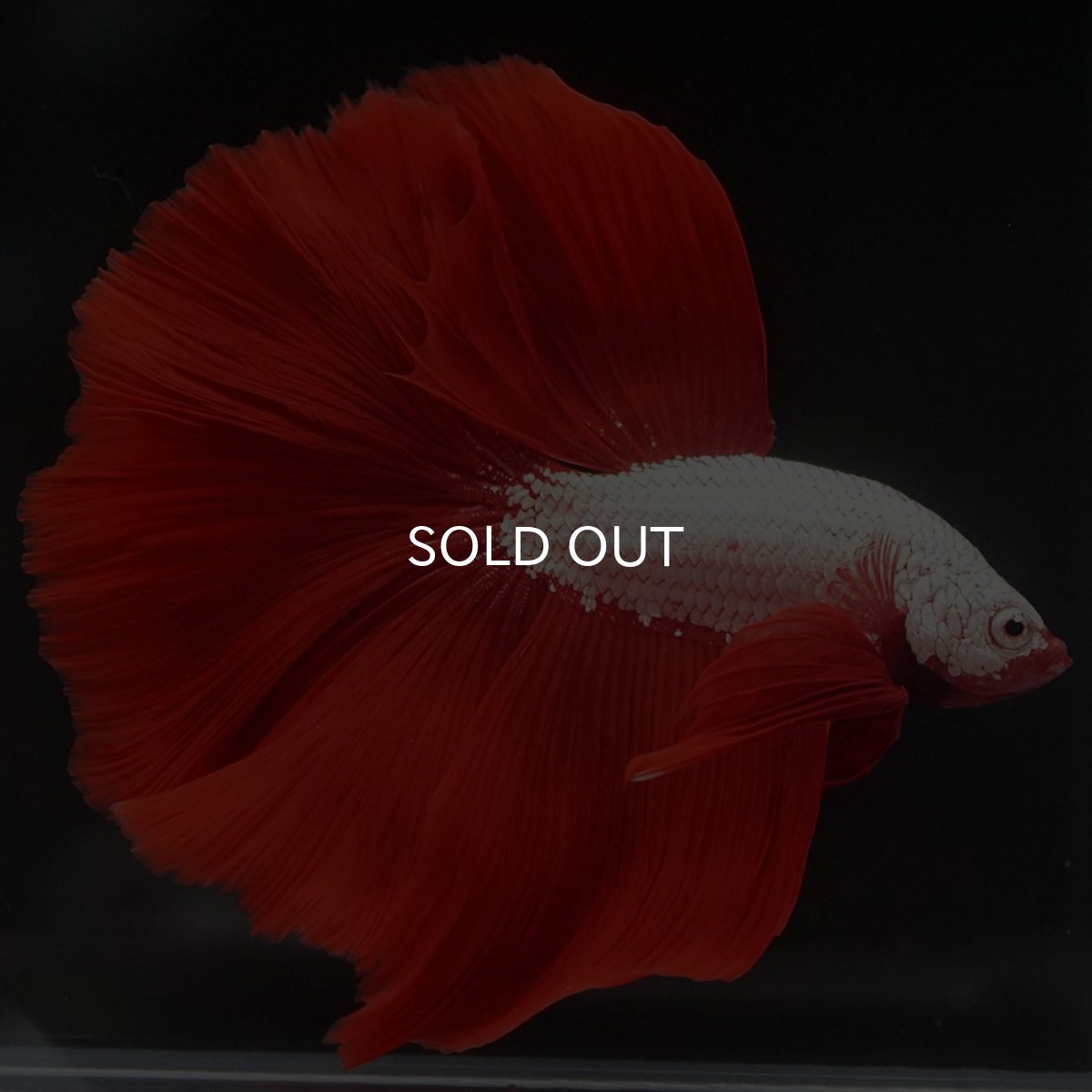 画像2: HM　プラチナレッドドラゴン (2)